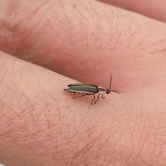 Paraphotinus tuxtlaensis