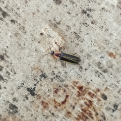 Paraphotinus tuxtlaensis