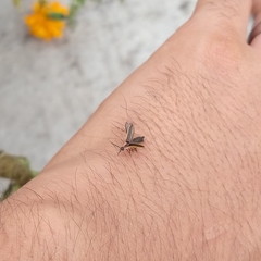 Paraphotinus tuxtlaensis