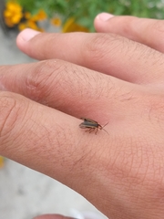 Paraphotinus tuxtlaensis