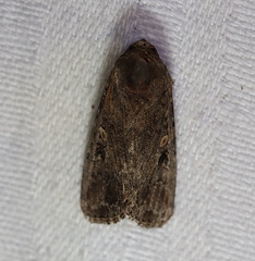 Spodoptera exempta