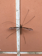 Tipuloidea