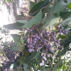 Ligustrum