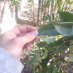 Ligustrum