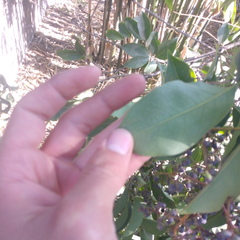 Ligustrum