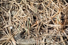 Carex lacustris