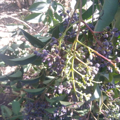 Ligustrum