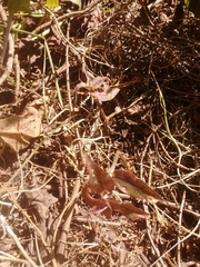 Tradescantia pallida