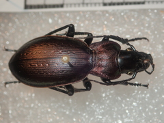 Carabus macrocephalus