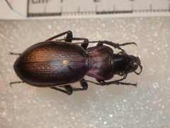 Carabus macrocephalus