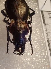 Carabus macrocephalus