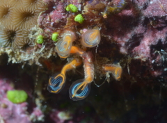 Clavelina detorta