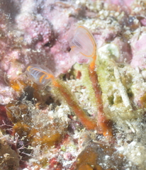 Clavelina detorta