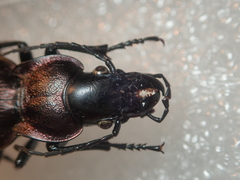 Carabus macrocephalus