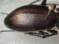 Carabus macrocephalus