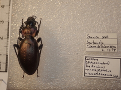 Carabus macrocephalus