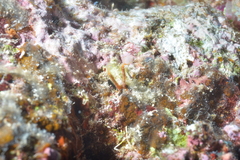 Clavelina detorta