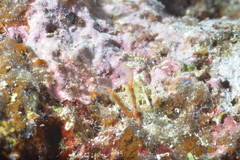 Clavelina detorta