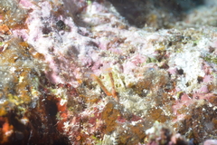 Clavelina detorta