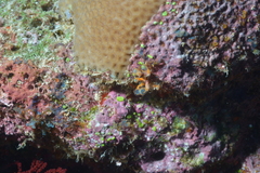Clavelina detorta