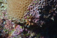 Clavelina detorta