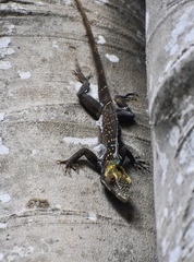 Anolis noblei