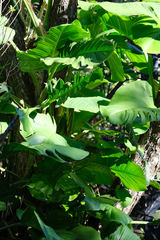 Epipremnum aureum