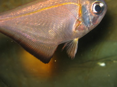 Pempheris klunzingeri