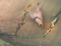 Pempheris klunzingeri