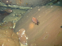 Pempheris klunzingeri