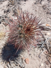 Austrocactus bertinii