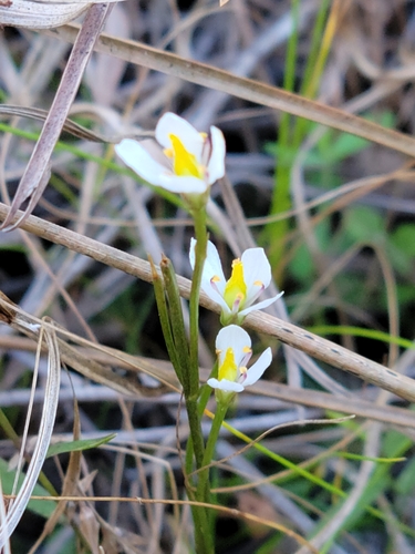 Image of Bartonia verna by (c) Jay Horn, some rights reserved (CC BY)