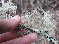 Usnea fragilescens