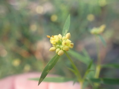 Pimelea neoanglica