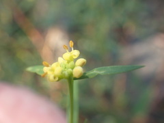 Pimelea neoanglica