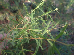 Pimelea neoanglica