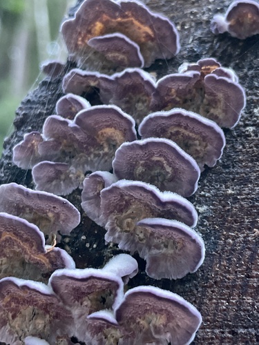 Eglinė Kempelė nuotrauka