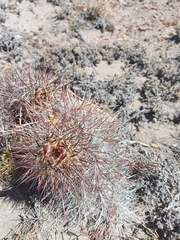 Austrocactus bertinii