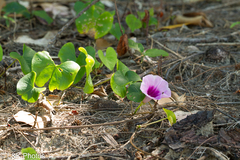 Ipomoea abrupta