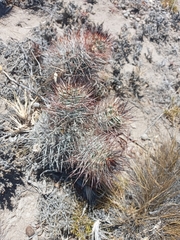 Austrocactus bertinii
