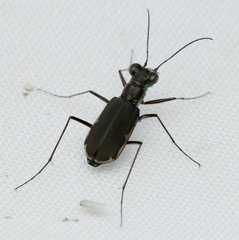 Myriochila semicincta