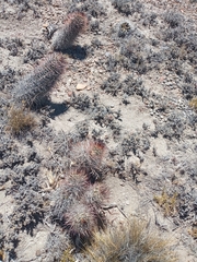 Austrocactus bertinii