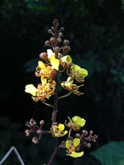 Trichocentrum ascendens