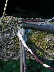 Trichocentrum ascendens