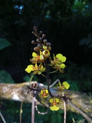 Trichocentrum ascendens