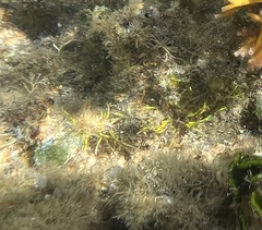 Coelothrix irregularis