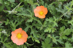 Sphaeralcea pedatifida