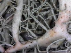 Usnea fragilescens