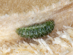 Gnathifera eurybias