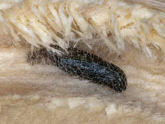 Gnathifera eurybias